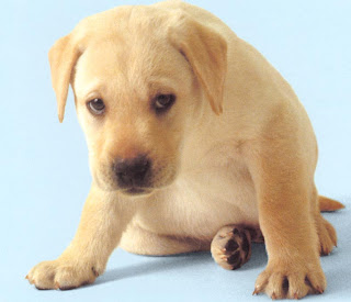 Dog Food Quattro Delicatezza Dog Food Quattro Delicatezza