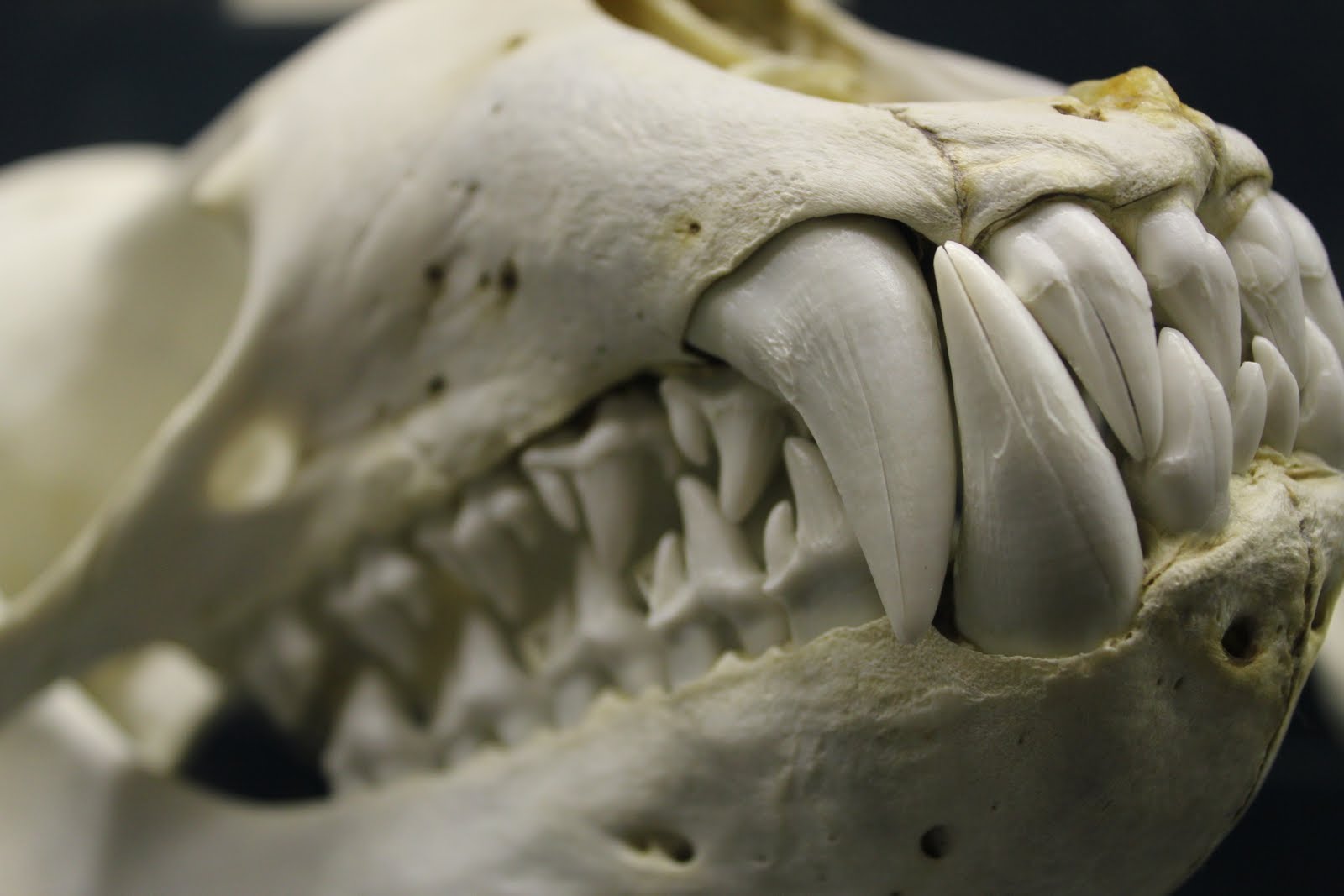 Teeth of a Crabeater Seal. : r/interestingasfuck