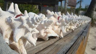 Conch schelpen