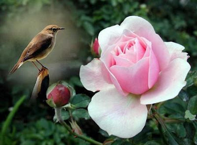 passáro junto a uma rosa 