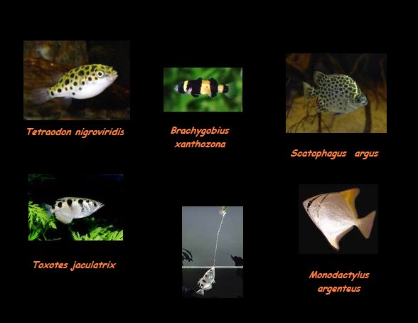 Acuarios de agua salobre