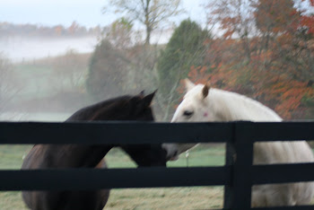 One of their last mornings on the farm