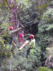 cats cradle in the canopy