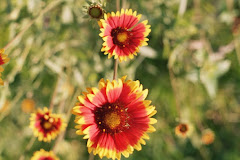 Flores para ella la Divina  del río paraná