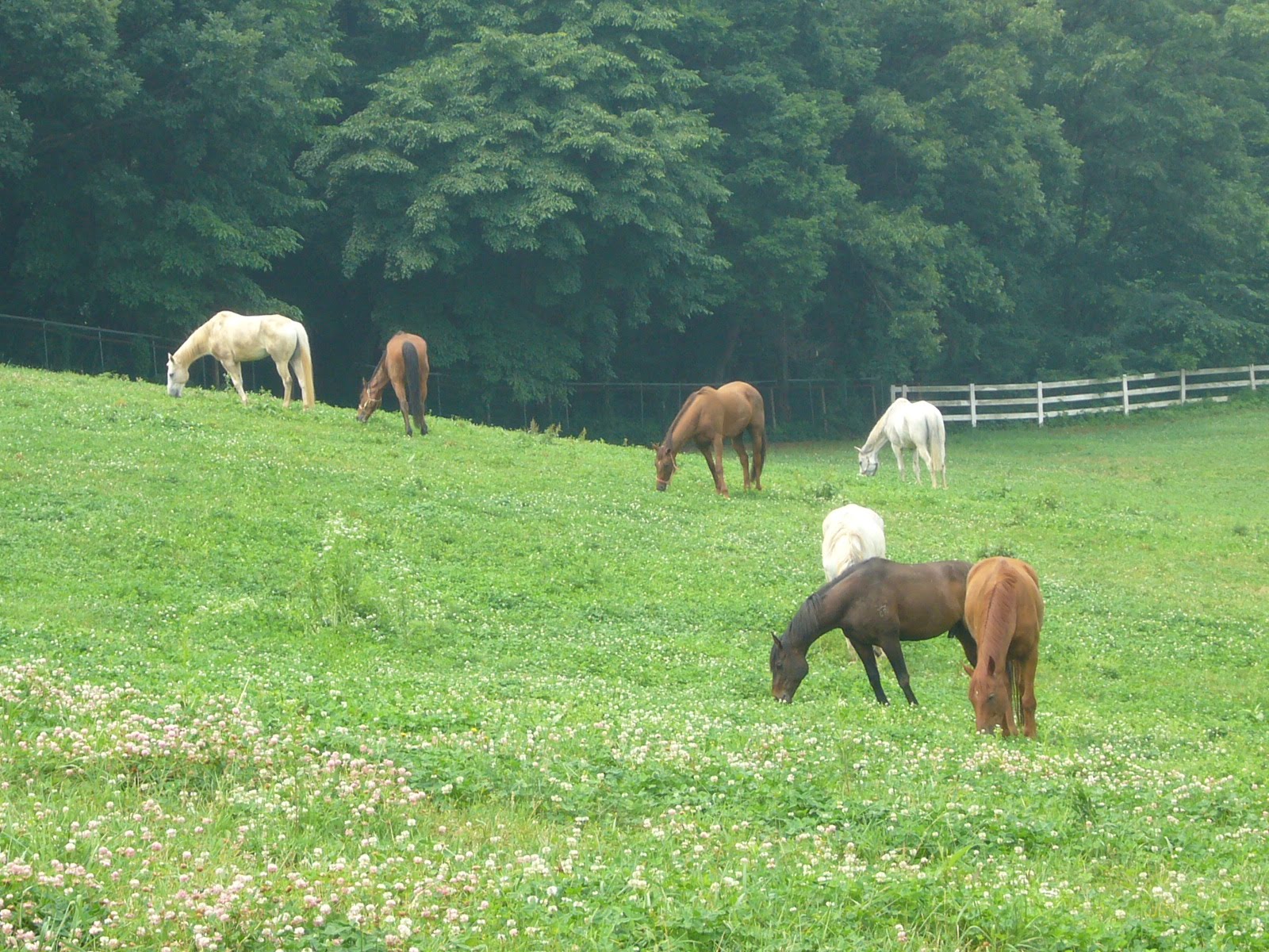 BLISSNDREAMS DAY 6 in SEOUL (Part I) Visiting the Wondang Horse Ranch