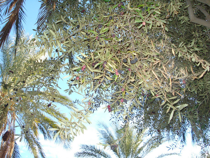 Région de Guerrara (W.Ghardaia)