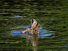 MALLARDS