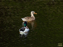 MALLARDS