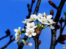 PEAR BLOSSOM