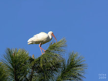 White Ibis