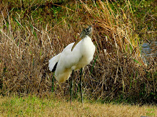 Wood Stork  Mycteria americana