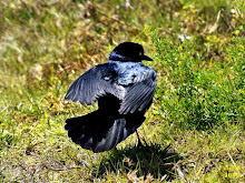 Boat-tailed Grackle  Quiscalus major