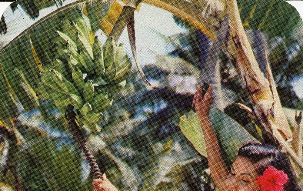 The Daily Postcard Harvesting Bananas in Hawaii