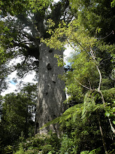 KAURI TREE - 2000 ANOS