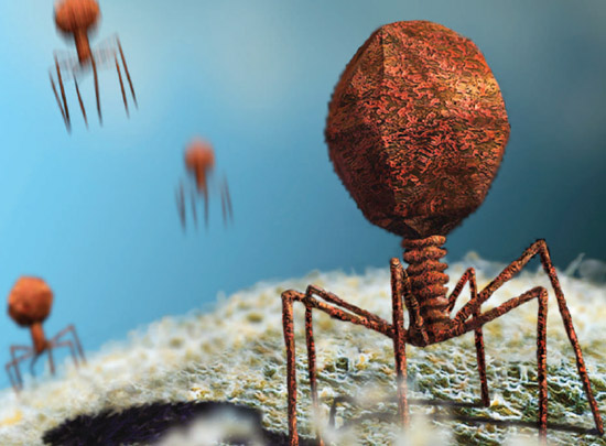 Human Viruses