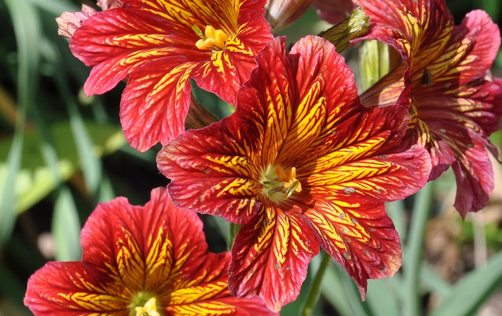 Piece O' Cake Blog Michigan flowers....