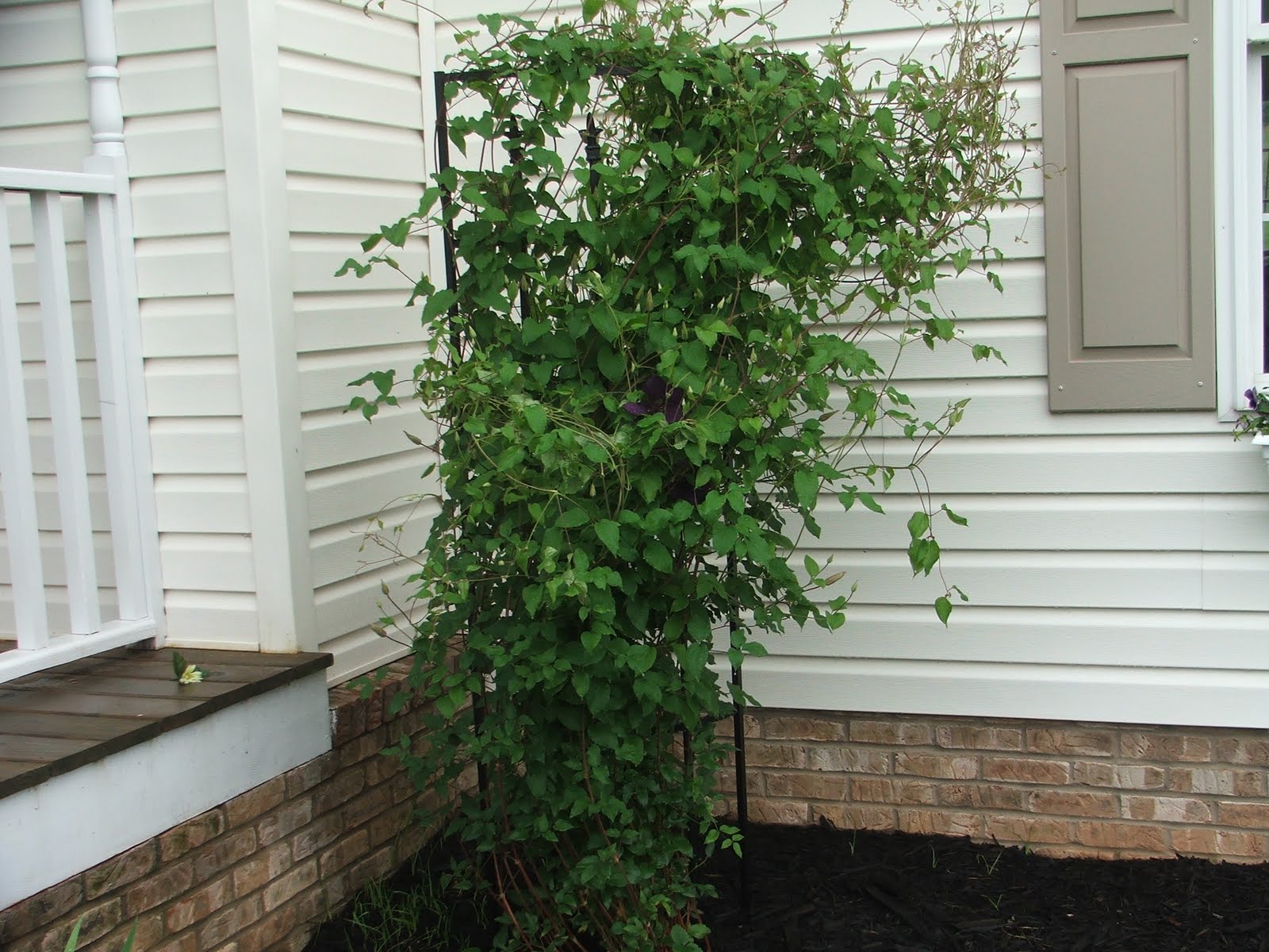 Countin' My Blessings: Come Visit My Garden