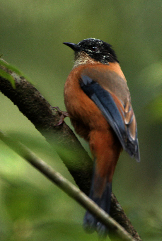 [Rufous-Sibia.jpg]