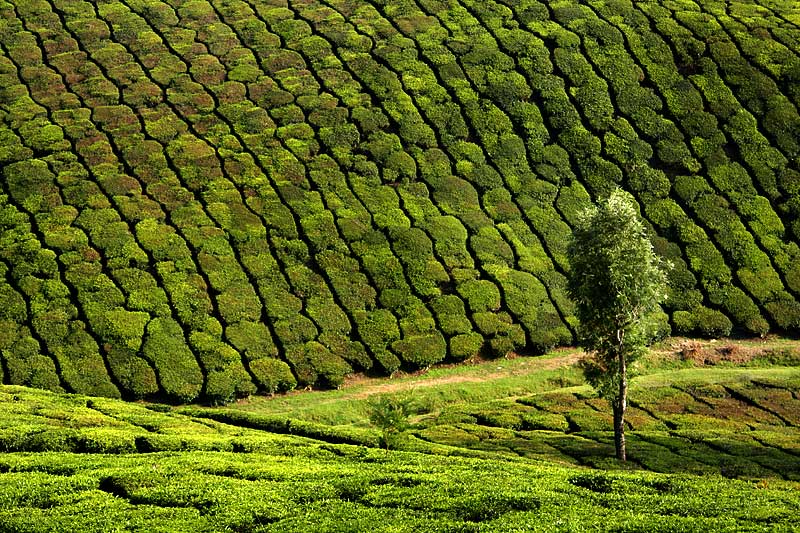 [Landscape-Munnar.jpg]