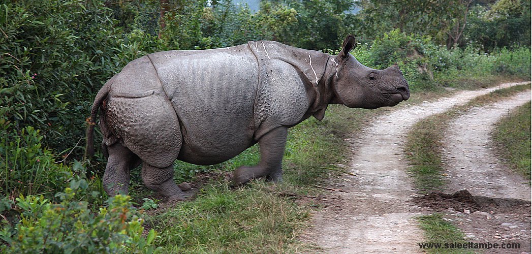 Green lines... The Eastern Ecstacy