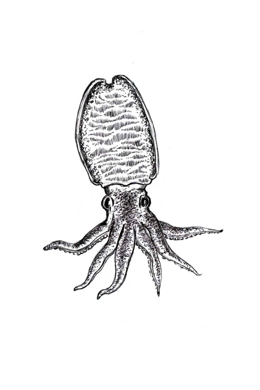 Pen Of Squid