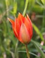 Tulipa orphanidea'