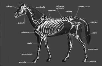 mi caballo: Anatomia y fisiologia del caballo