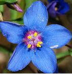 Blue Flower