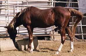 Banu Sanhadja Breeding focus Syrian blood lines