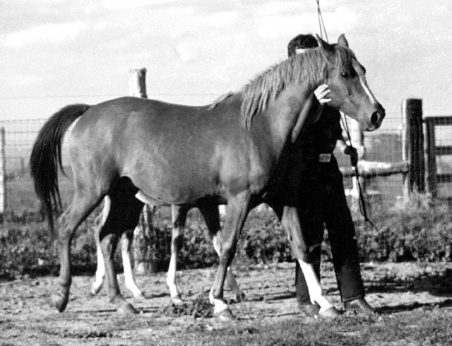 Banu Sanhadja Breeding focus Syrian blood lines