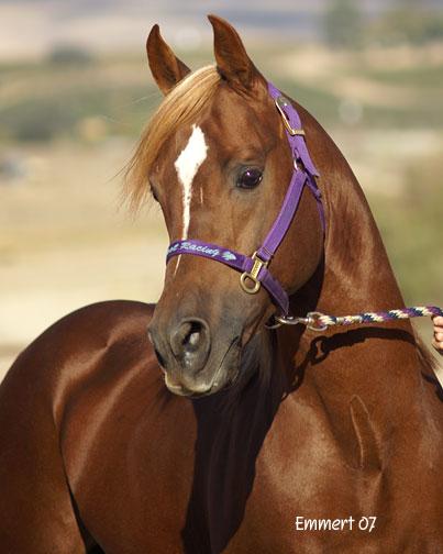 Banu Sanhadja Breeding focus Syrian blood lines