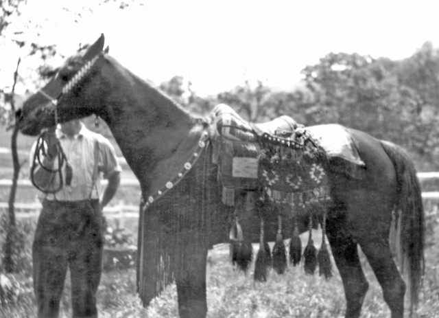 Banu Sanhadja Breeding focus Bani Sham Arabians