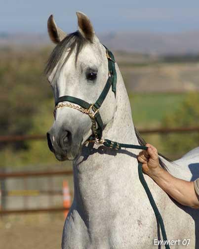 Banu Sanhadja Breeding focus Syrian Blood lines