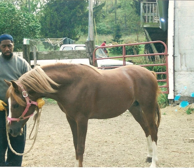 Banu Sanhadja Breeding focus Syrian bloodlines