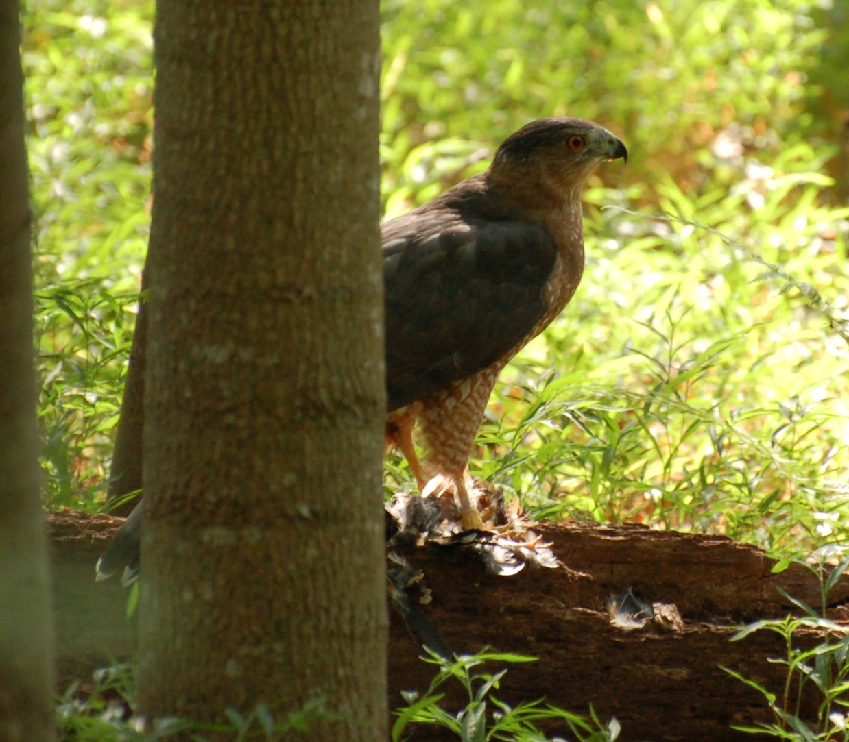 Birding In Northern VA. Cooper's Hawk