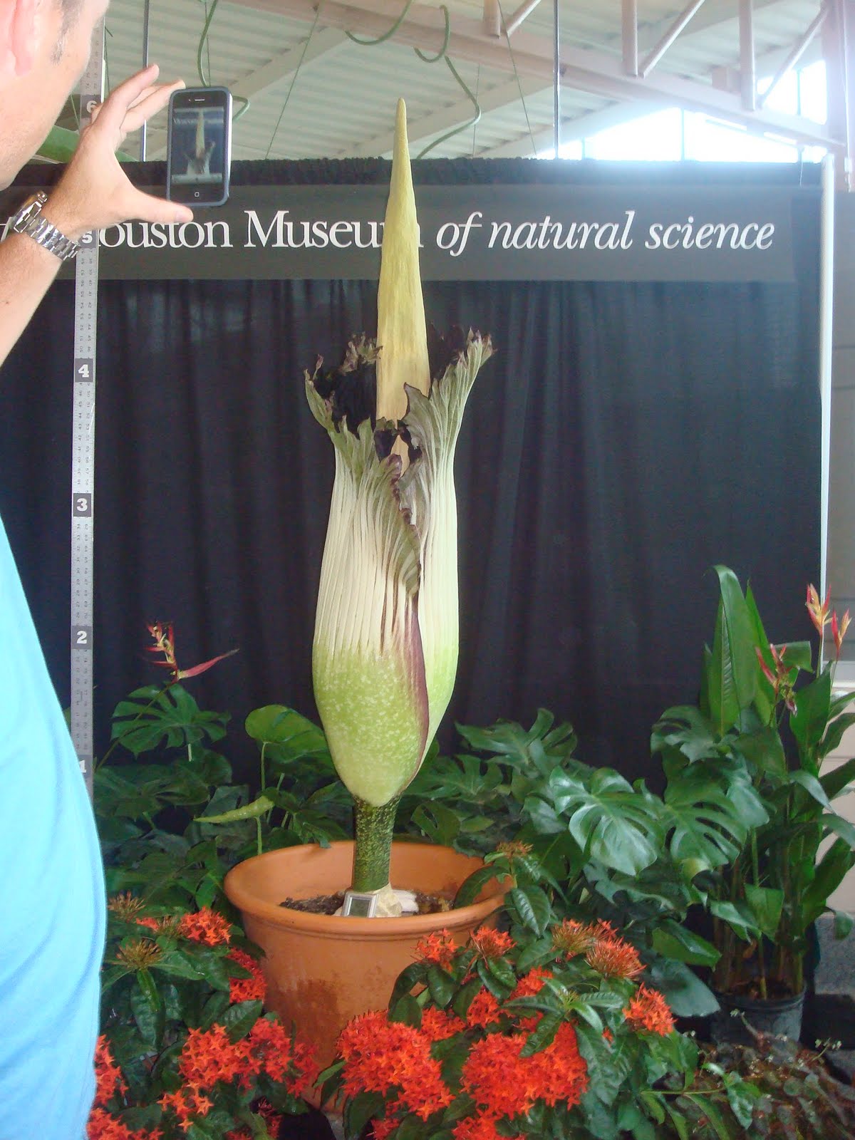 We went to see Lois the corpse