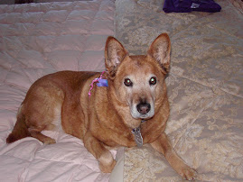 Amber my Angel Dog