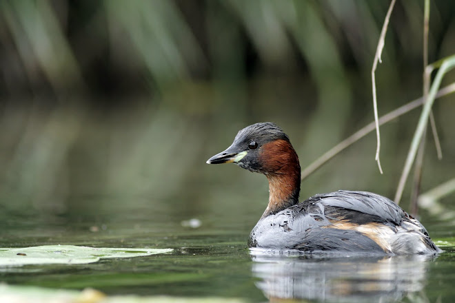 le grebe castagneux