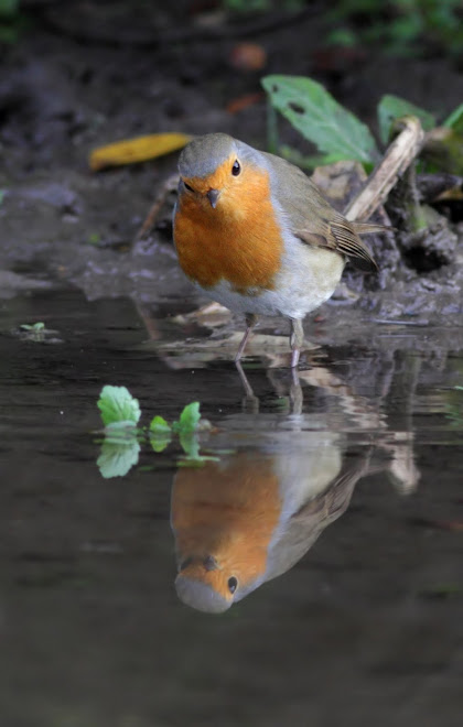 rouge gorge