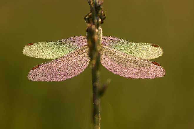 les ailes