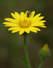 a yellow daisy