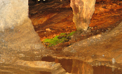 Luray Caverns Moss