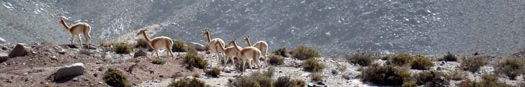 Vicuñas