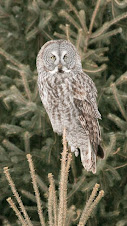 great grey owl