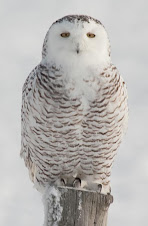 snowy owl