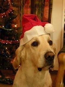 MAXDOG