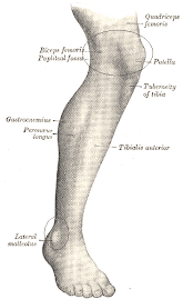 Kaki / Leg