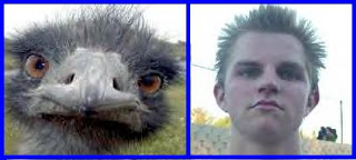 Emu.jpg