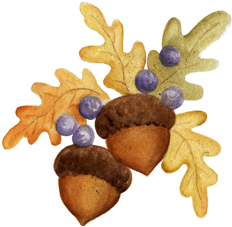 chunky acorn clipart chunky acorn clipart
