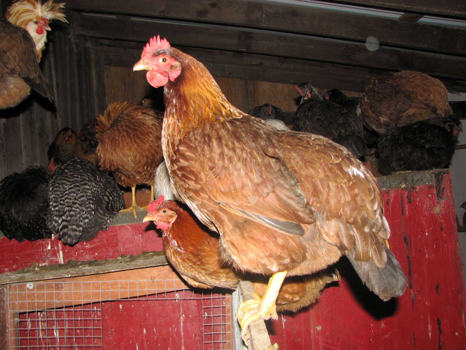 Chicken Availability and News from Ranch Hag Hens, Petaluma CA Old